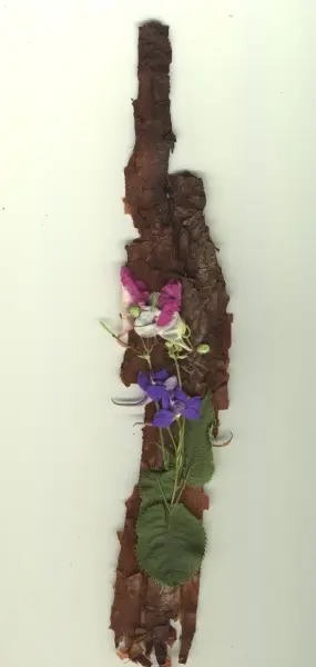 Écorces"