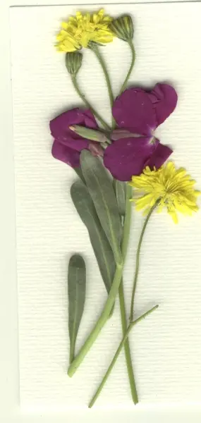 &ldquo;Fleurs sauvages&rdquo;