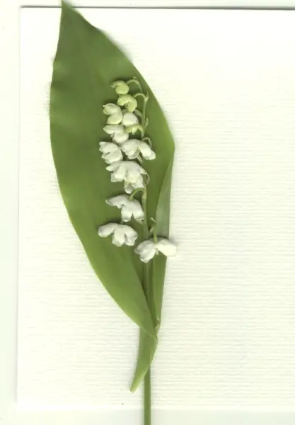 &ldquo;Muguet&rdquo;