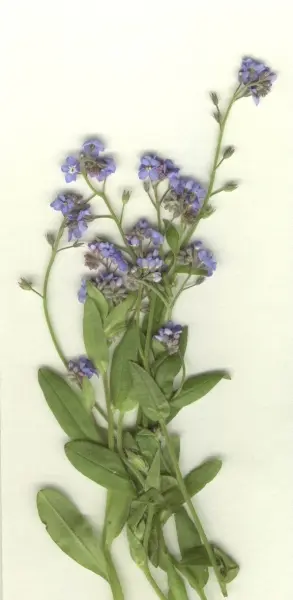 &ldquo;Myosotis&rdquo;