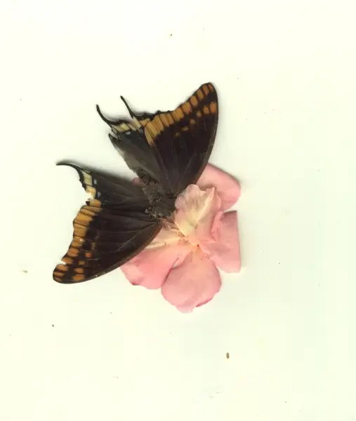 &ldquo;Papillon&rdquo;