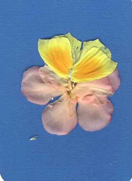 &ldquo;Papillon II&rdquo;