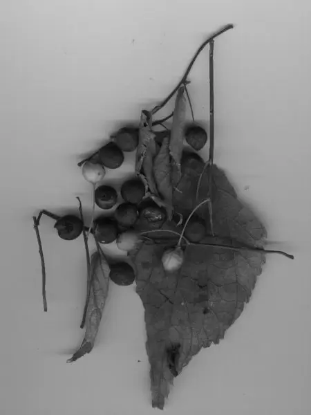&ldquo;Gris&rdquo;